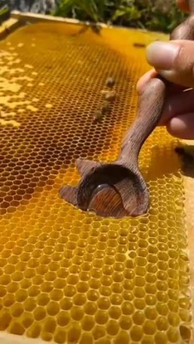 Scooping a ladle full of honey from the honeycomb
