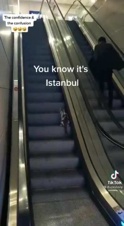 Helping a cat to get on the right escalator