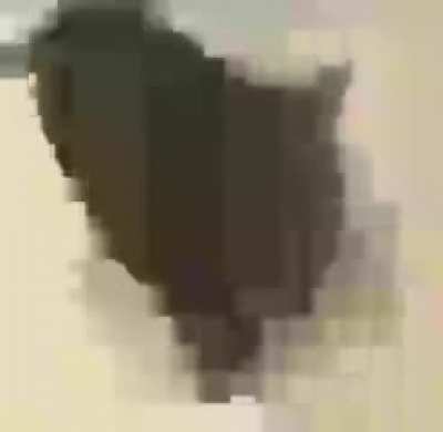 cat 4 (ultra HD)