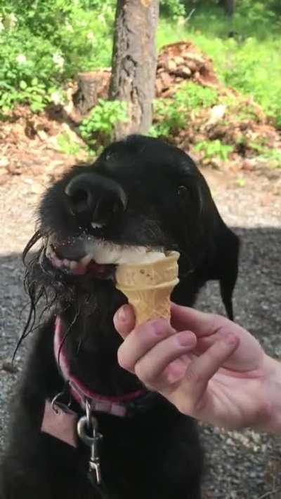 Here&rsquo;s a vid of my dog eating ice cream