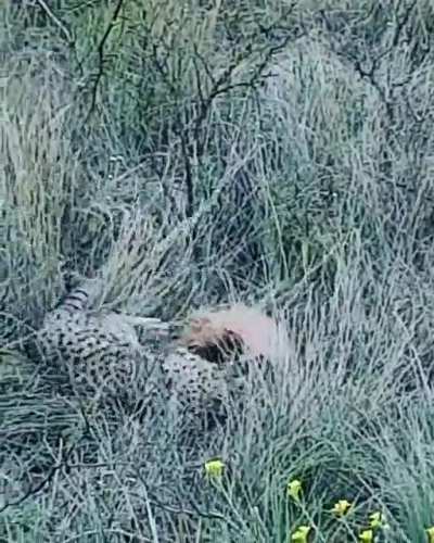 Geoffroy's Cat killing an Armadillo