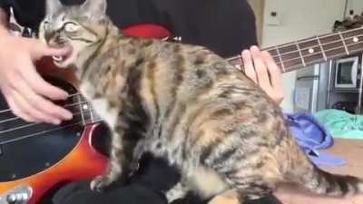 &ldquo;Stop making those horrible sounds and pet me already!&rdquo;