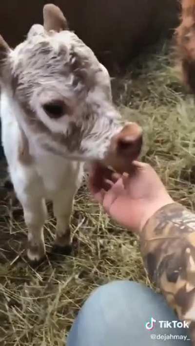 Just when I think calves can&rsquo;t get any cuter, they somehow do😍😍😍