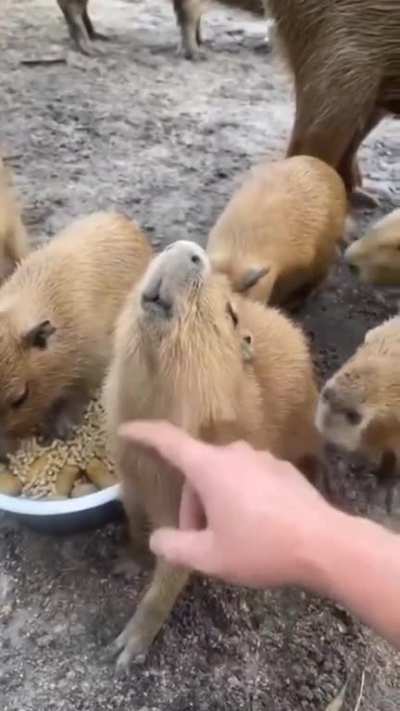 Babybara getting some scritches
