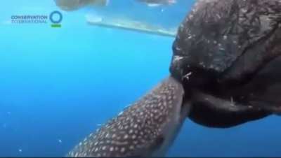 🐟 Jizz 🐠 sucking on Ms.Nami&rsquo;s 🧜&zwj;♀️ Fitties (Fish Titties)