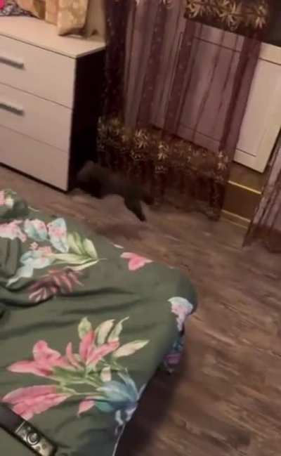 speedy gonzales