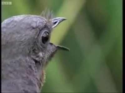 Amazing bird can imitate all sounds - Attenborough