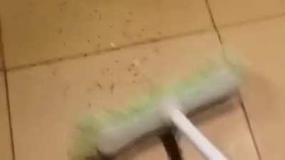 Trying to get rid of a spider