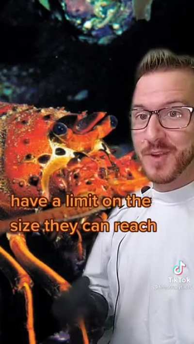 All hail the great lobster god!