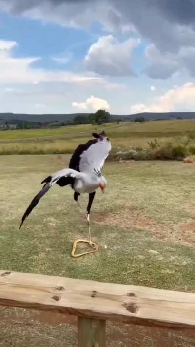 Secretary bird [Sagittarius serpentarius] showing its powerful kick with a force five times its own body weight (about 195 Newton&rsquo;s / 20 kilogram-force) used to kill venomous snakes
