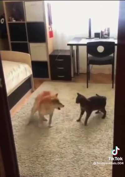 Cat: &ldquo;This shit again&hellip;&rdquo;