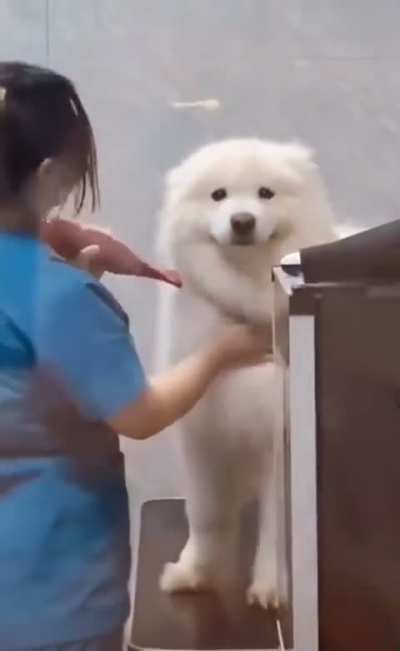 Dog&rsquo;s reaction to seeing owner