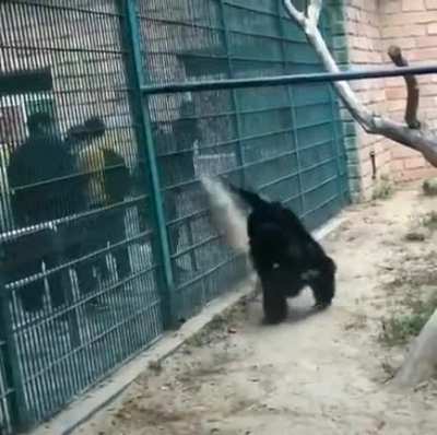 Monkey Player shows off his Ranged Attacks to Defend Territory