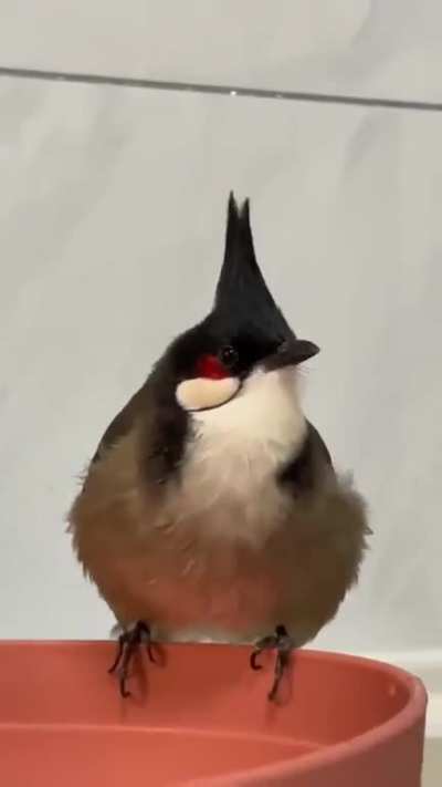 A birb spy reports back the horrors he saw inside the hooman government base.