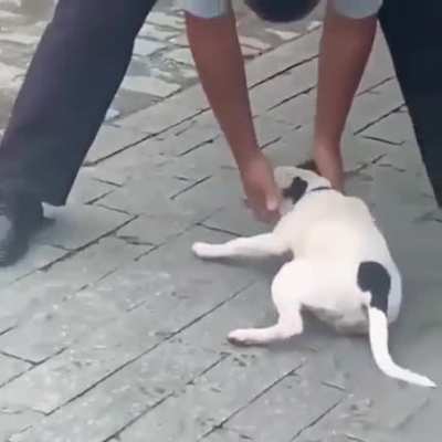 Doguinho