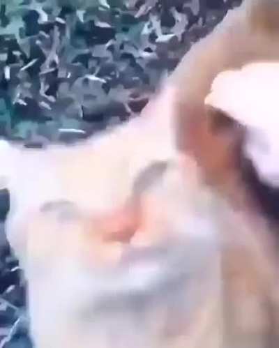🐱