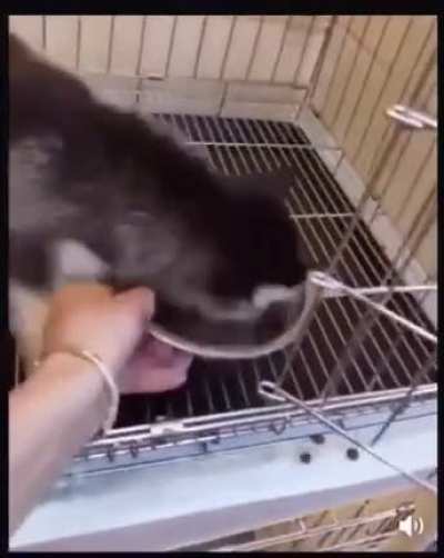 голодающее дит&euml;