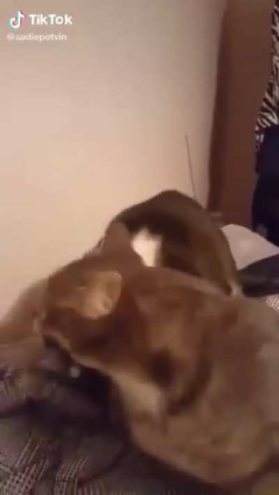 Cat betrayel