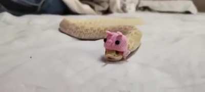 Captain danger noodle reporting for duty