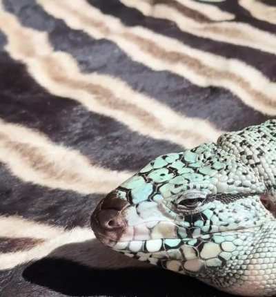 ToT sleepy blepp