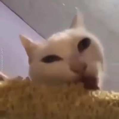 hunger