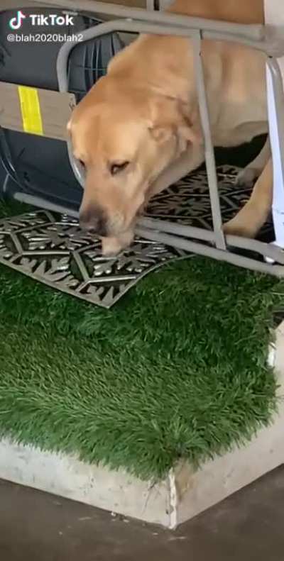 Poor doggy
