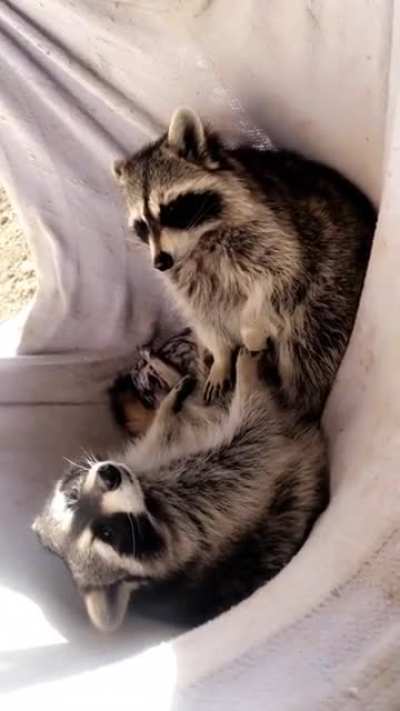 They&rsquo;re just so content on chillin in the hammock all day.