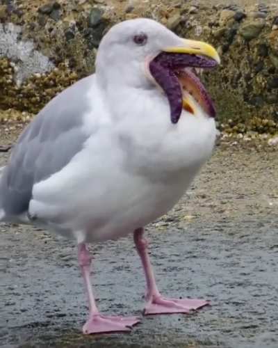 Gull hopped up on V&hellip;