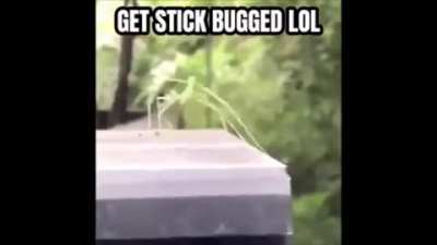 Get bugged