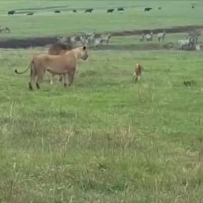 This dog&rsquo;s courage to bite lions