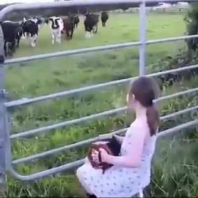 Vaquinhas ouvindo m&uacute;sica