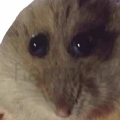 hamptee