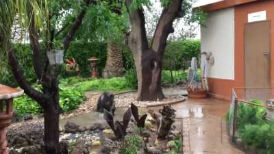 Hambi &amp;amp; Buhle the wee yardyeens discover rain and declare it awesome