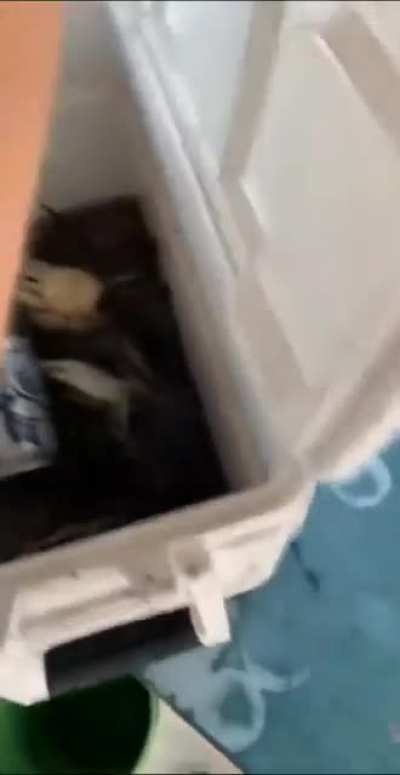 You don't fuck with crabs, man