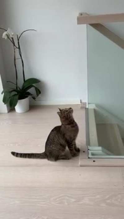 My feline people need me