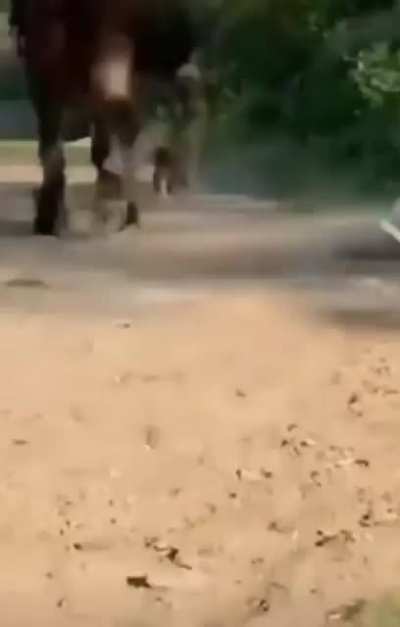 Don&rsquo;t mess with horses.