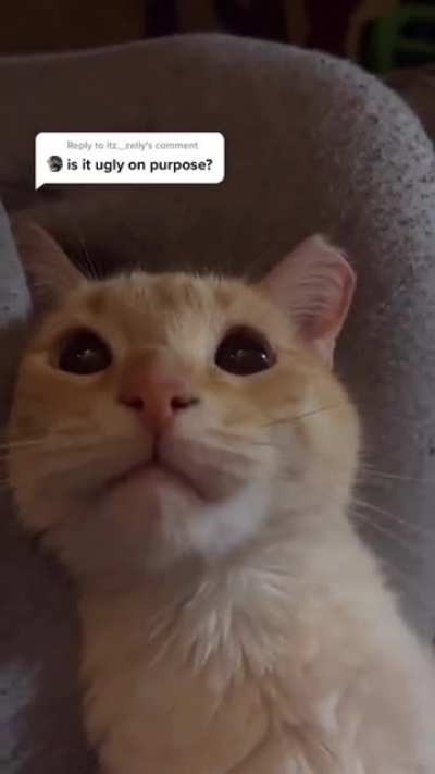 He is NOT ugly &amp;gt;:(