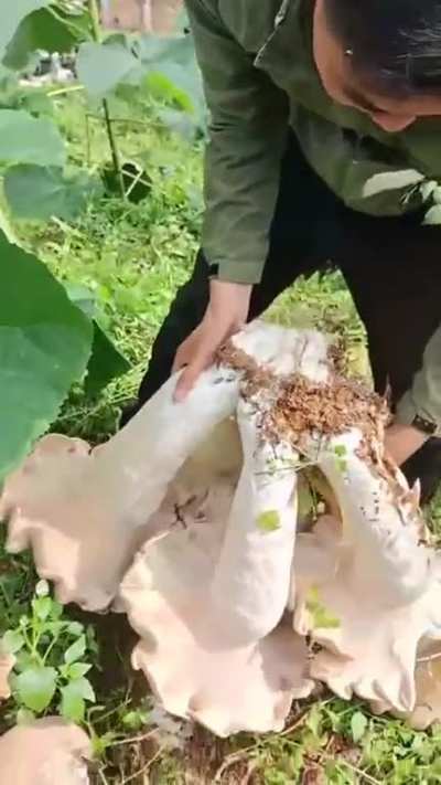 Giant mushrooms