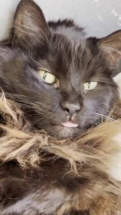 My cat&rsquo;s derp face got stuck.