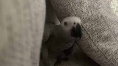 Oh lawd he comin