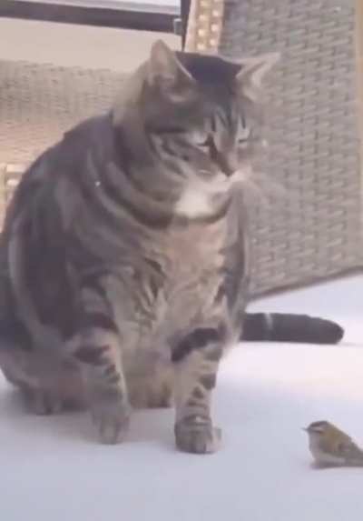 Birds are le fragile
