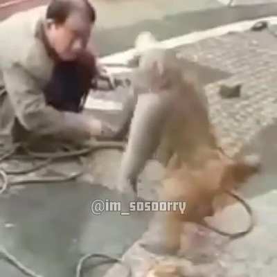 Normal day at the zoo
