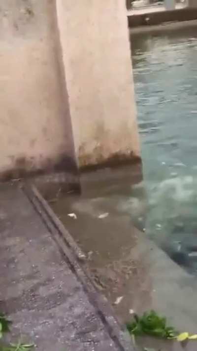 Feeding the turtles.