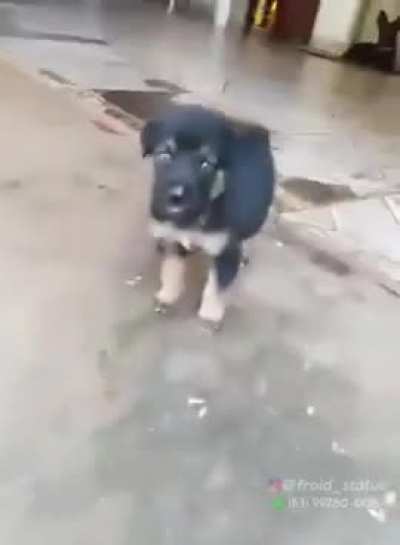 Cuidado, c&atilde;o bravo!