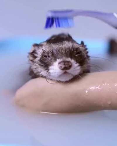 Little ferret having a bath