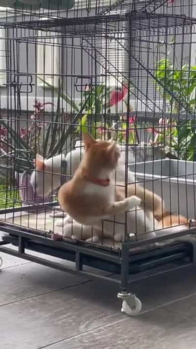 Cat things😜