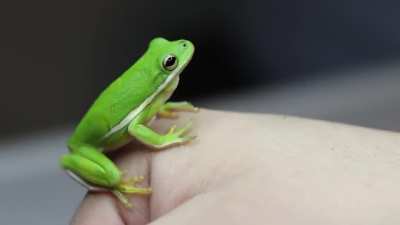 Look at this frog!! Is it cute?