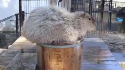 If I fit, I sit