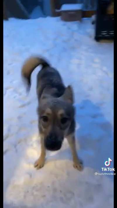 Perro