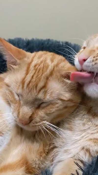 Smol cuddles